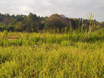 Terreno - Venda - Área Rural - Terra Roxa - PR